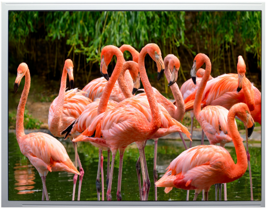 Picture of 12.1" 800x600 SVGA Resolution Industrial TFT with Advanced Wide View Technology